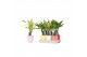 Dracaena fragr. mix 3 soorten In Mix Ceramic 