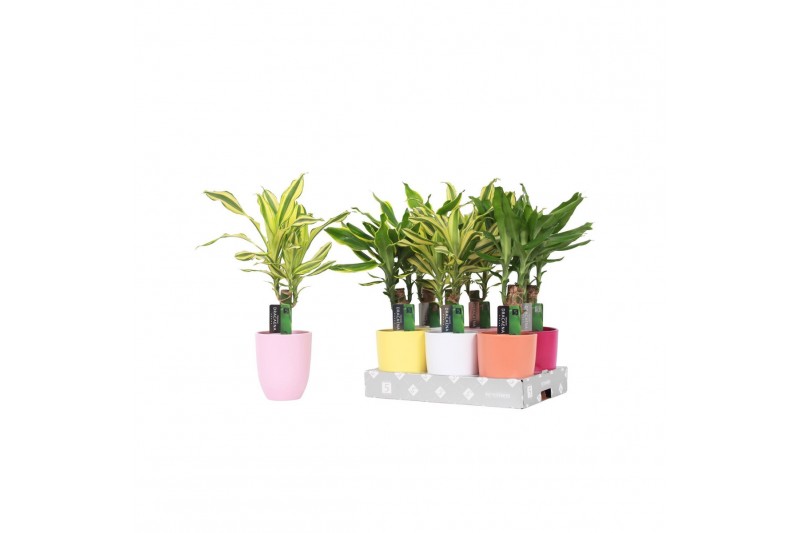 Dracaena fragr. mix 3 soorten In Mix Ceramic 