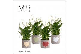 Spathiphyllum bellini Spathiphyllum Nature World - 13cm in Jolijn | Mi