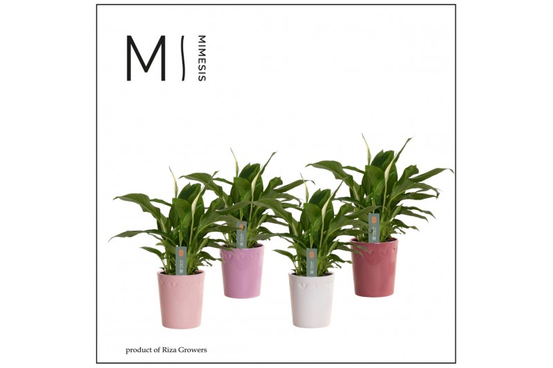 Spathiphyllum chopin Spathiphyllum Chopin - 9cm in Nienke Luxury World 