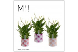 Spathiphyllum bellini Mimesis Spathiphyllum Bellini-Bubblicious6 bl.