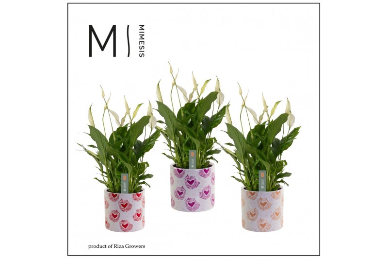 Spathiphyllum bellini Mimesis Spathiphyllum Bellini-Bubblicious6 bl. 