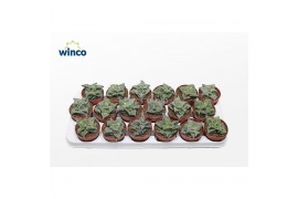 Faucaria tigrina Faucaria Monstruoza1 pp