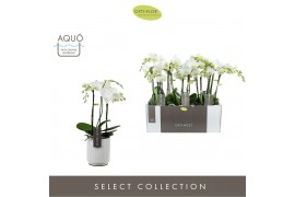 Phalaenopsis multiflora wit Optimost Amabilis Starrion 3 spike in Moli