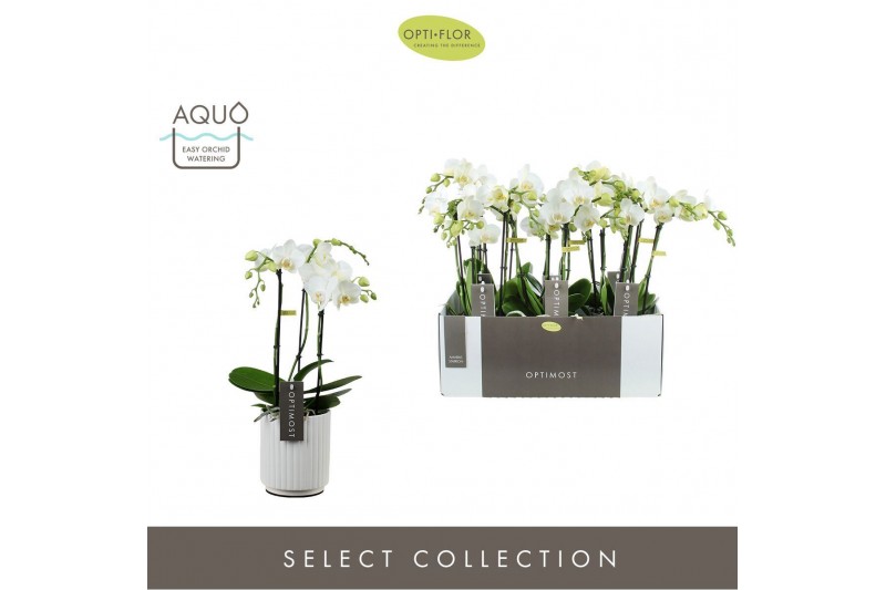 Phalaenopsis multiflora wit Optimost Amabilis Starrion 3 spike in Moli 