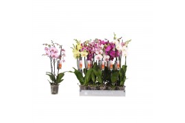 Phalaenopsis mix Phalaenopsis 7 color mix, 3-spike 22+22 bl. 3 tak/pln