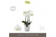 Phalaenopsis multiflora wit Optimost Amabilis Starrion 3 spike in Moli 