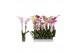 Phalaenopsis mix Phalaenopsis 8 color mix, 2-spike 18+bl.  tak/plnt 