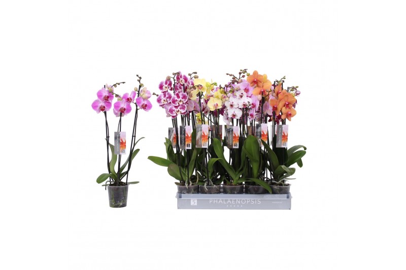 Phalaenopsis mix Phalaenopsis 7 color mix without white, 3-spike 22+22 