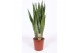 Sansevieria zeylanica 
