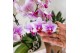Phalaenopsis multiflora roze Kolibri Orchids Phalaenopsis Rotterdam 3  