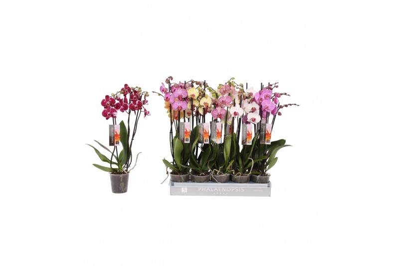 Phalaenopsis mix Phalaenopsis 6 color mix, 3-spike 18+18 bl. 3 tak/pln 