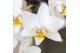 Phalaenopsis multiflora wit Kolibri Orchids Phalaenopsis Botanic Liber 