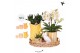Phalaenopsis Kolibri Gift Set Mediterranean Sunset yellow orange mix3  