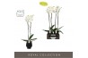 Phalaenopsis wit Bijoux Diamond 2 spike in Abruzzo Black Aquo 14 bl. 2