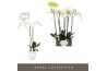 Phalaenopsis wit Bijoux Diamond 2 spike in Abruzzo White Aquo 14 bl. 2