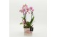 Phalaenopsis PHALRM-2607RZ Romantic Phalaenopsis 1 pp 