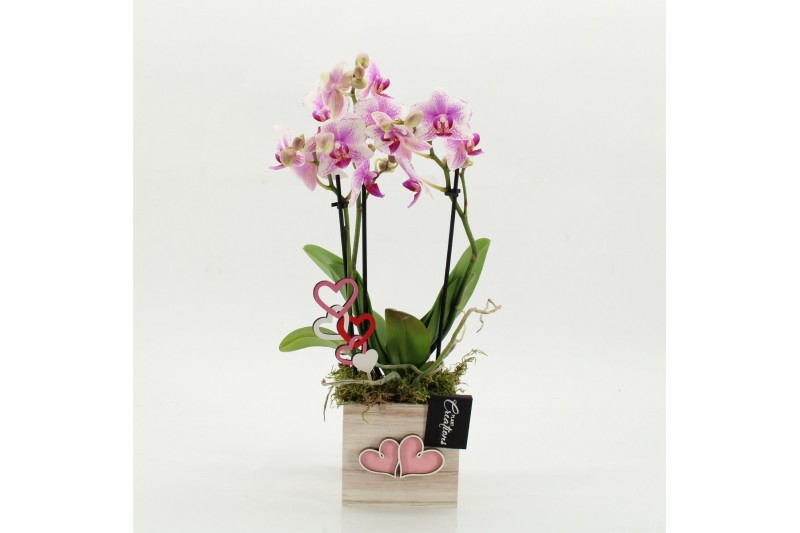 Phalaenopsis PHALRM-2607RZ Romantic Phalaenopsis 1 pp 