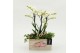 Phalaenopsis PHALRM-2608W Romantic Phalaenopsis 3 pp 