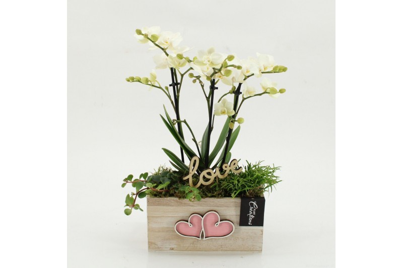 Phalaenopsis PHALRM-2608W Romantic Phalaenopsis 3 pp 