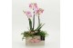 Phalaenopsis PHALRM-2608RZ Romantic Phalaenopsis 3 pp 