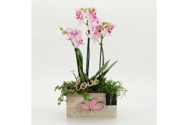 Phalaenopsis PHALRM-2608RZ Romantic Phalaenopsis 3 pp