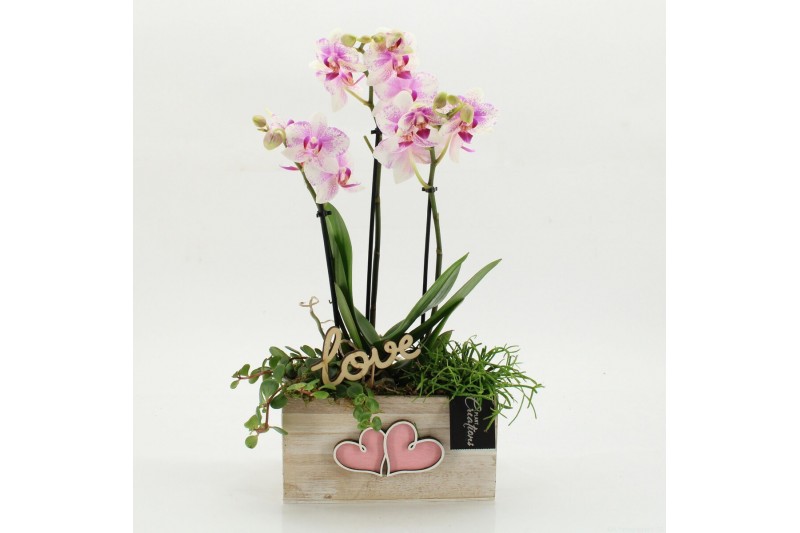 Phalaenopsis PHALRM-2608RZ Romantic Phalaenopsis 3 pp 