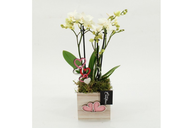Phalaenopsis PHALRM-2607W Romantic Phalaenopsis 1 pp 
