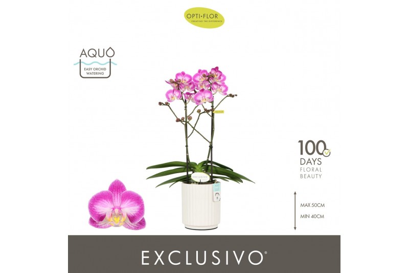 Phalaenopsis multiflora roze Exclusivo Cupido 2 spike in Molise White  