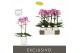 Phalaenopsis multiflora roze Exclusivo Cupido 2 spike in Molise White  