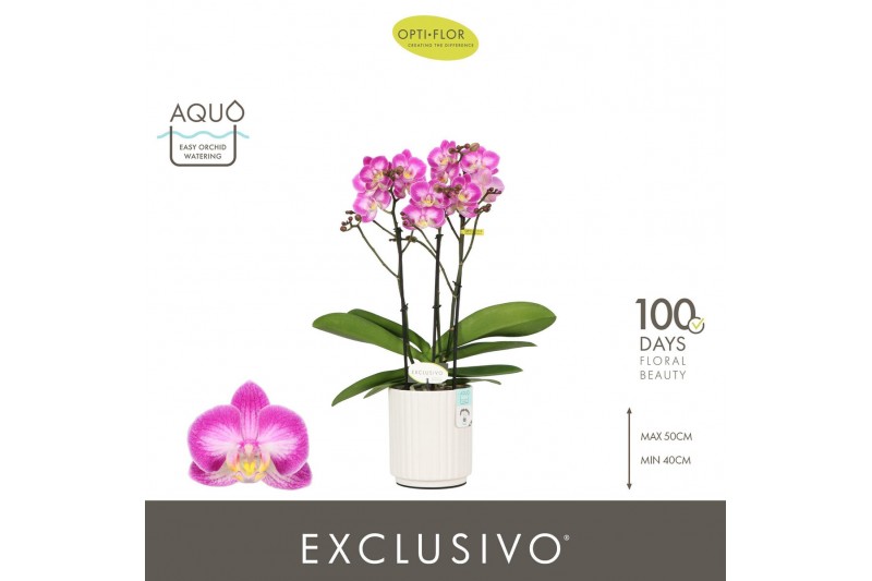 Phalaenopsis multiflora roze Exclusivo Cupido 3 spike in Molise White  