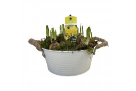 Arrangementen tete a tete Zink rond Tete-a-Tete 23 cm 8 pp 280 bl. pot