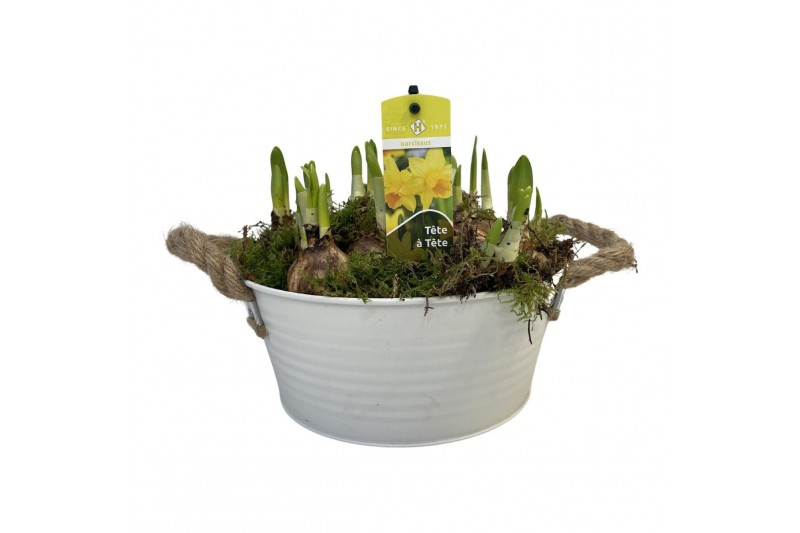 Arrangementen tete a tete Zink rond Tete-a-Tete 23 cm 8 pp 280 bl. pot 