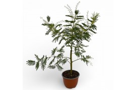 Acacia paradoxa Mimosa (Acacia Dealbata) - Bonsai 1 pp