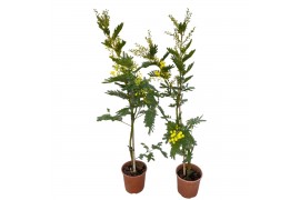 Acacia paradoxa Mimosa (Acacia Dealbata) - met stok 1 pp