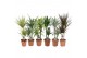 Kamerplanten mixkar Green is...dracaena mixkar p17 - min 4 soort per l 