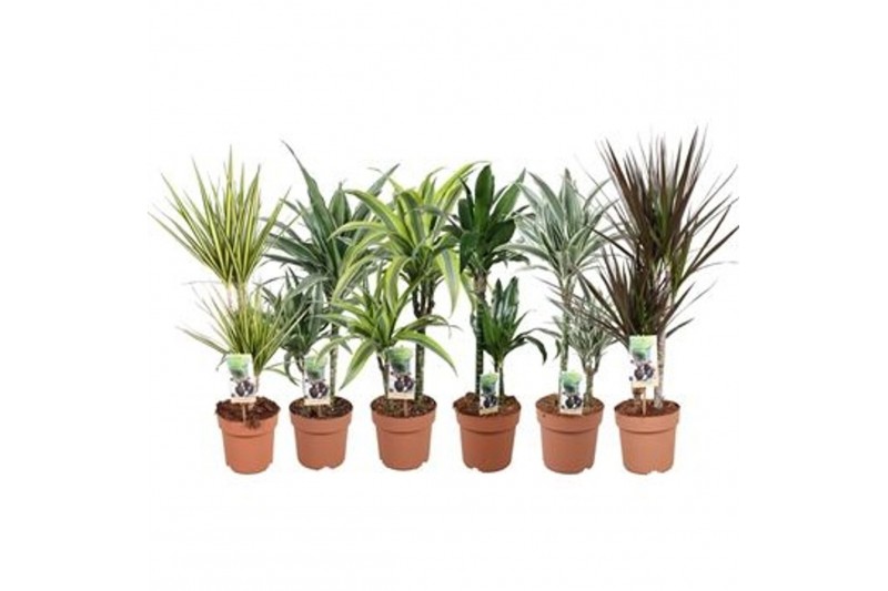 Kamerplanten mixkar Green is...dracaena mixlaag p17 -min 4 srt per laa 