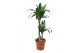 Dracaena fragr. janet craig Dracaena Janet Craig 45-152 pp 