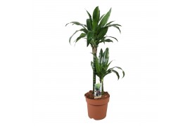 Dracaena fragr. janet craig Dracaena Janet Craig 45-152 pp