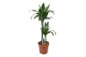 Dracaena fragr. janet craig Dracaena Janet Craig 45-152 pp