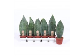 Sansevieria trifasciata Sansevieria Victoria