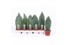 Sansevieria trifasciata Sansevieria Victoria