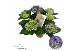 Hydrangea Hi Canal Hi Ocean Blue 5+