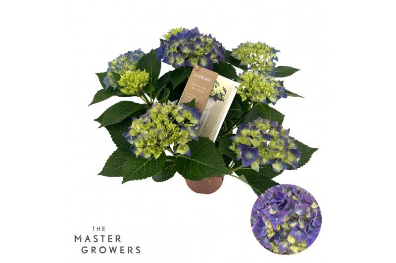 Hydrangea Hi Canal Hi Ocean Blue 5+ 