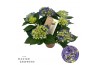 Hydrangea Hi Canal Hi Ocean Blue 5+