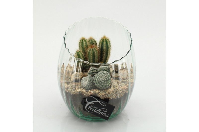 Arrangementen cactus CTCR-2631 Cactus Essentials 2 pp 