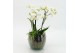 Phalaenopsis PHAL-2612W Phalaenopsis creatie 2 pp 