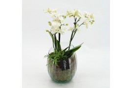 Phalaenopsis PHAL-2612W Phalaenopsis creatie 2 pp