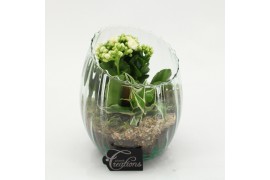 Arrangementen kamerplanten ESCR-2626W Essentials 2 pp