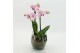 Phalaenopsis PHAL-2612RZ Phalaenopsis creatie 2 pp 
